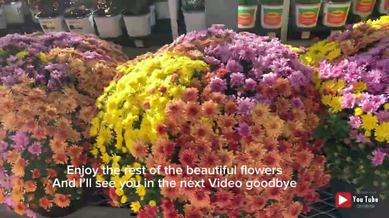 Chrysanthemums Flowers! #fypシ゚viral #viralvideo #prettyflowers 