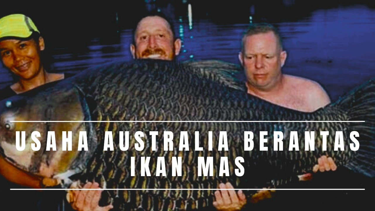 IKAN MAS Di Anggap HAMA!?😱 AUSTRALIA BASMI IKAN MAS - TRILYUNAN RUPIAH TELAH DIGELONTORKAN 😰