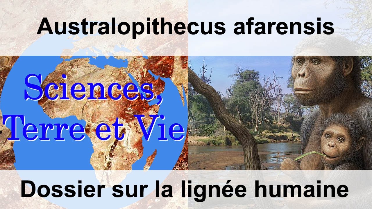 Australopithecus afarensis