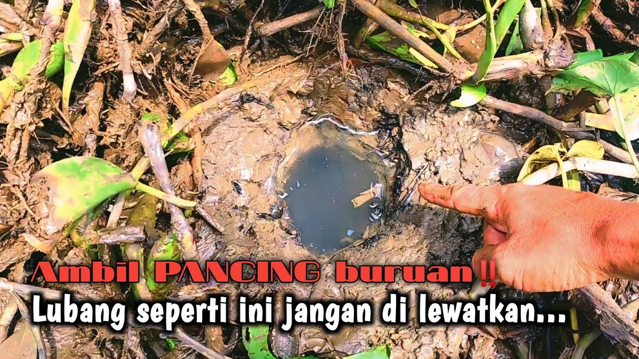 GAK ADA HABISNYA‼️ BELUT-BELUT BESAR DI RAWA-RAWA KOTA JOMBANG 