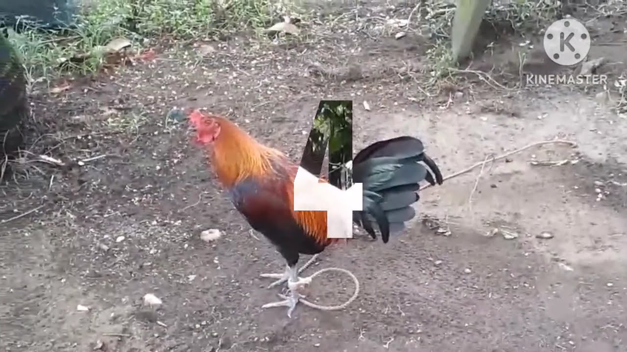 MANOK NA PANABONG