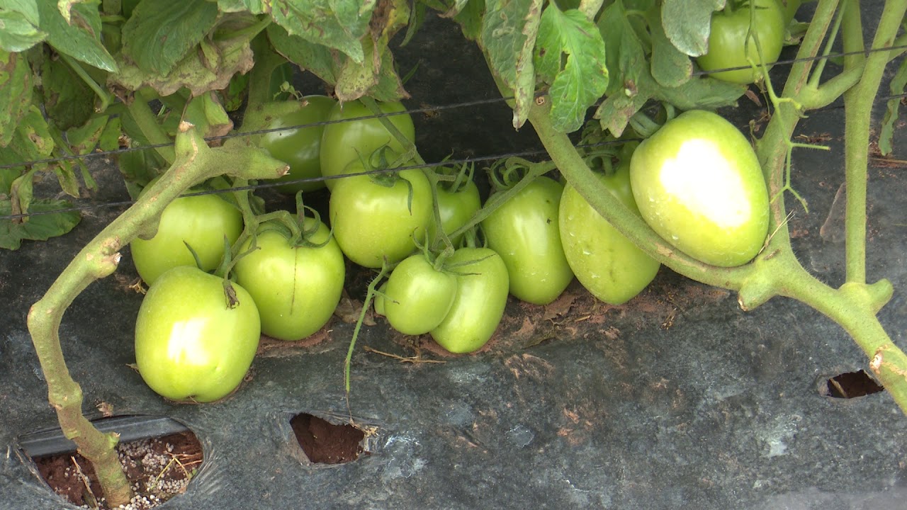 Elección de variedades de tomate