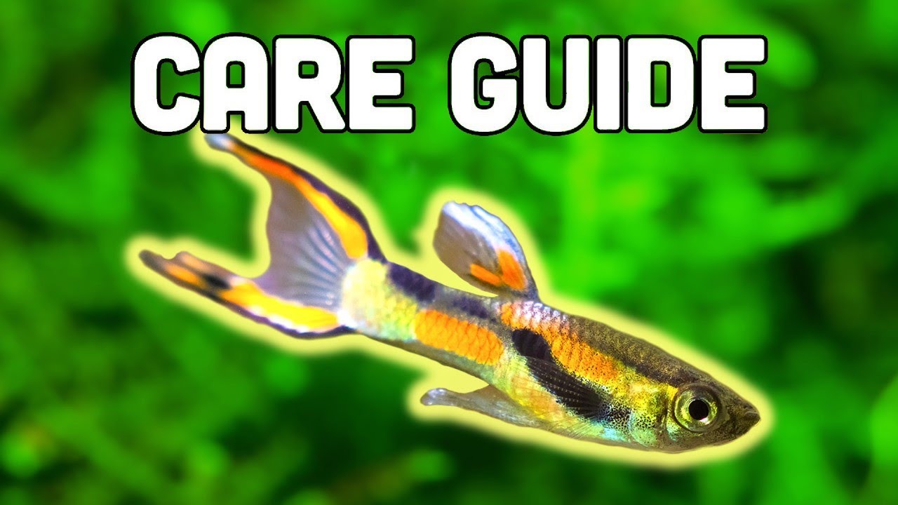 Endler's Livebearer Care Guide - Easiest Livebearer for Beginners