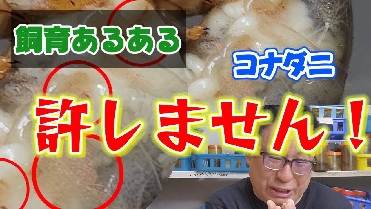 クワガタ飼育　この道３０年プロの中のプロがオオクワガタ等の幼虫についたコナダニの駆除方法をご紹介します！