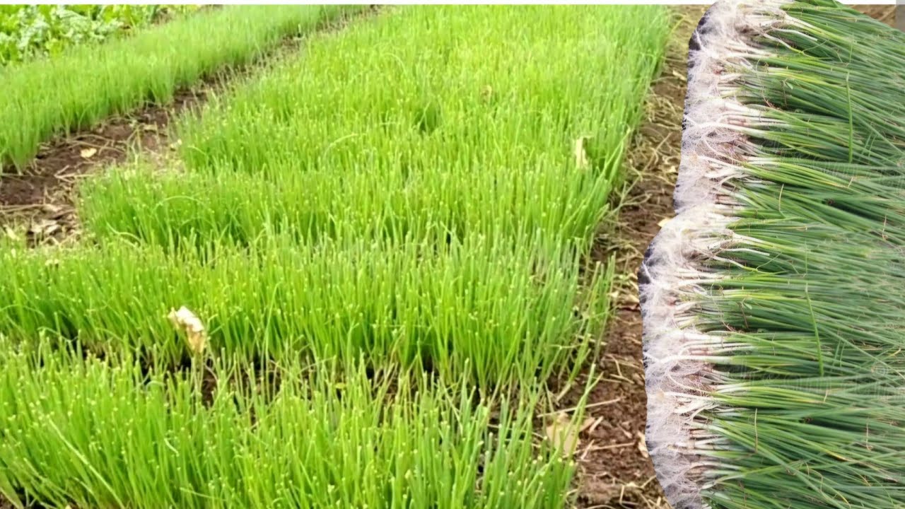 Onion nursery | Onion nursery farming | Onion nursery preparation and transplantation onto beds 