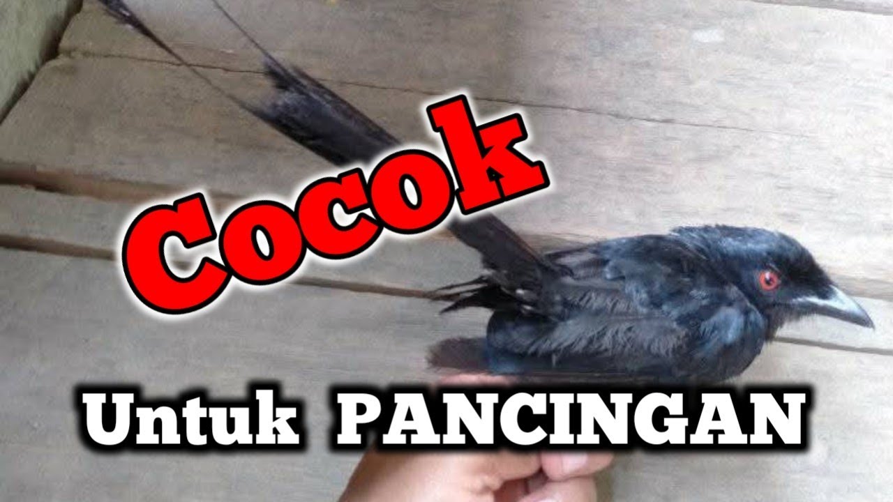 Suara burung srigunting gacor