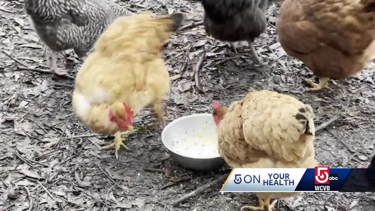 Infectious disease expert discusses bird flu, other potential virus threats
