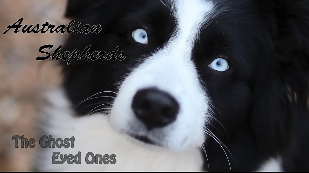Australian Shepherds | The Ghost Eyed Ones