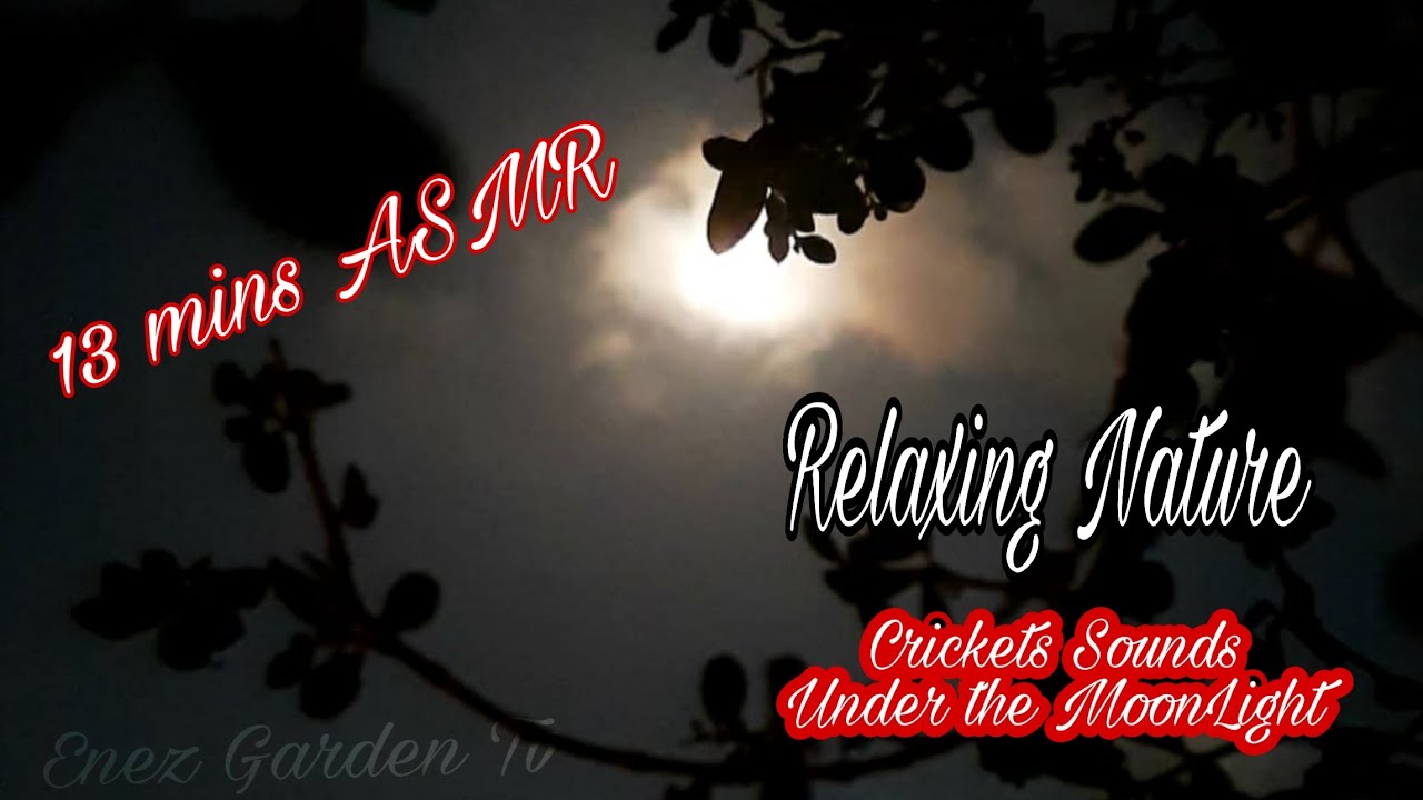 ASMR CRICKET SOUNDS UNDER THE MOON | NIGHT SOUNDS FOR SLEEPING |NO COPYRIGHT VLOG BACKGROUND MUSIC