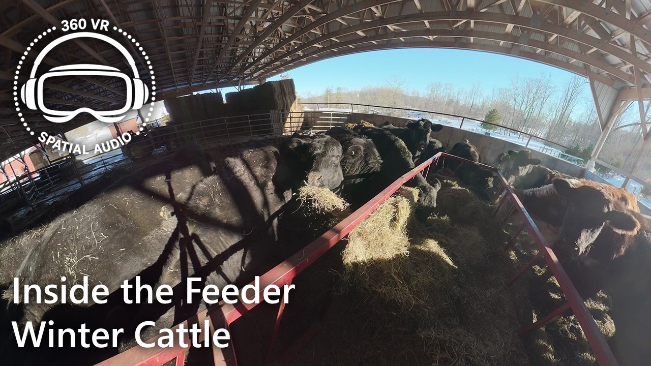 Cows Eating Hay on a Cold Winter Day | 360 VR Spatial Audio