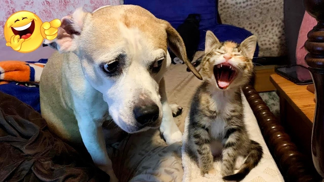 ULTIMATE Cat and Dog Videos 2026  | FUNNIEST Pets