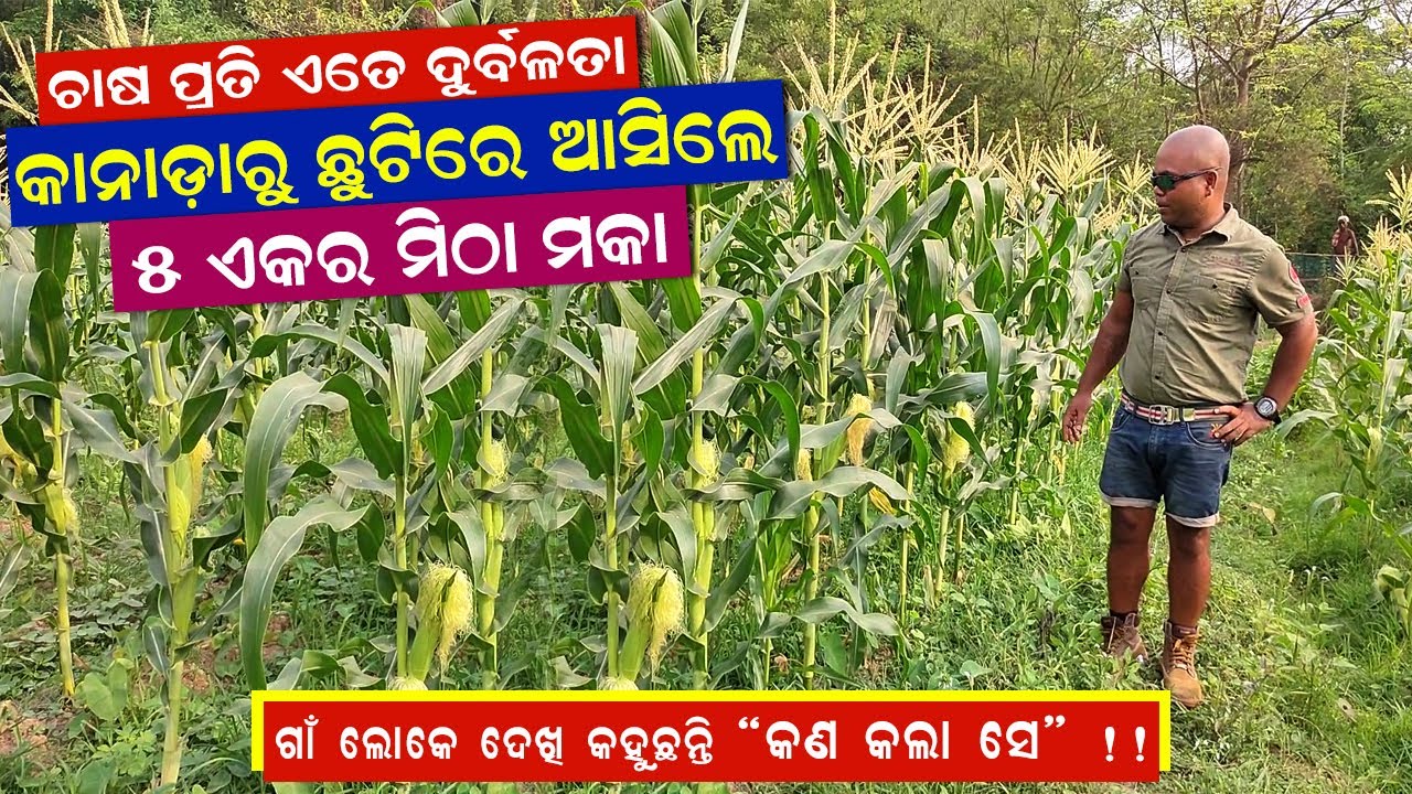 କାନାଡ଼ାରୁ ଛୁଟିରେ ଆସି ଗାଁ ରେ ଆରମ୍ଭ କଲେ ଚାଷ || How to start Sweet Corn Farming in Odisha