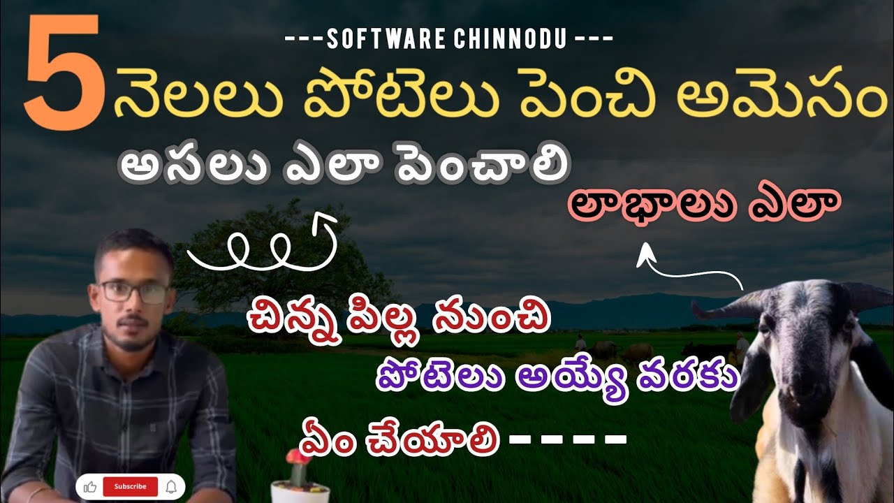 🚨 Sheep farming business cheyalli anukunte matram e oka video chudandi challu pakka profits