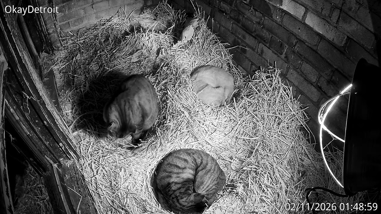 Live Detroit KittyCam