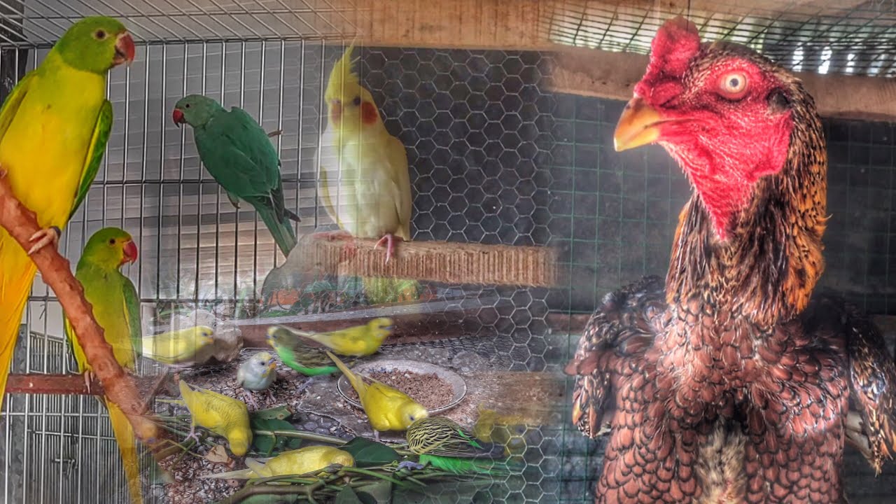 කොහොමද කට්ටිය Srilankan Bird frame