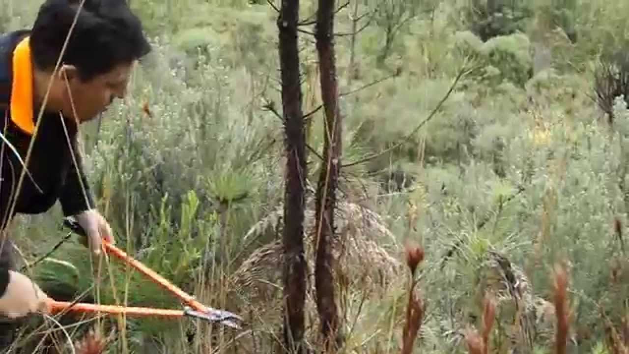 P40 Propruner - demonstra&ccedil;&atilde;o da capacidade de corte em Pinus