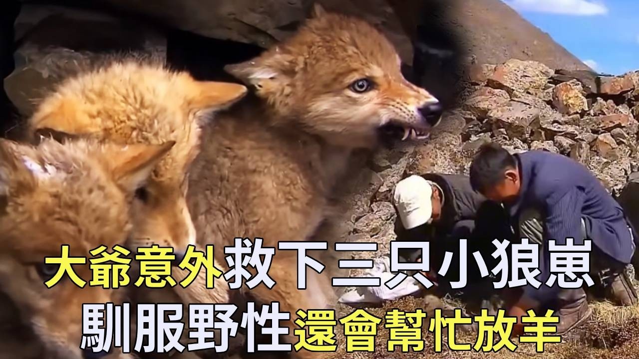 善良大叔救下三隻小狼當狗養，沒想到長大後一點野性都沒有，還會幫小主人放羊【小奶狗觀影】