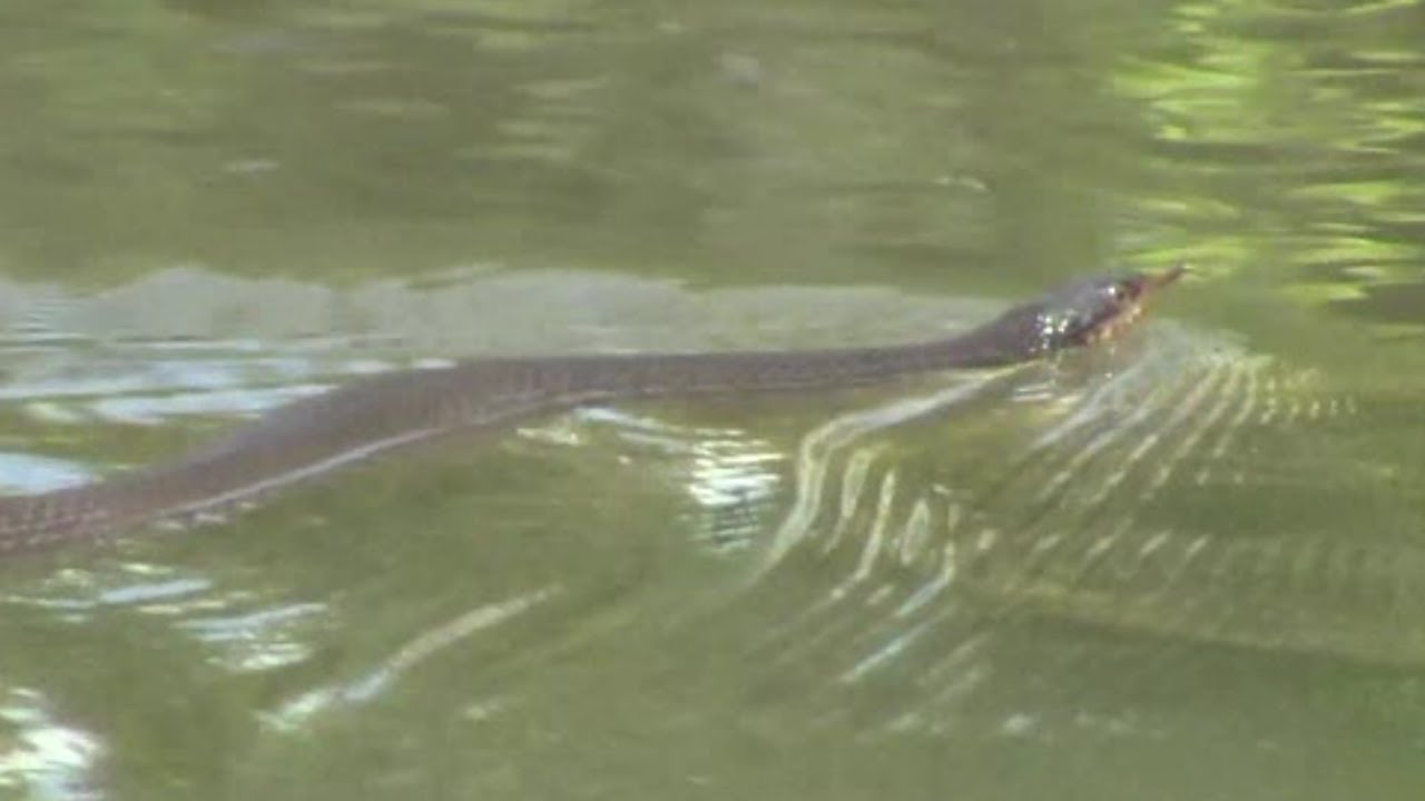 Venomous Cottonmouth NO! It Is a Yellow-bellied Watersnake Swimming in the Pond