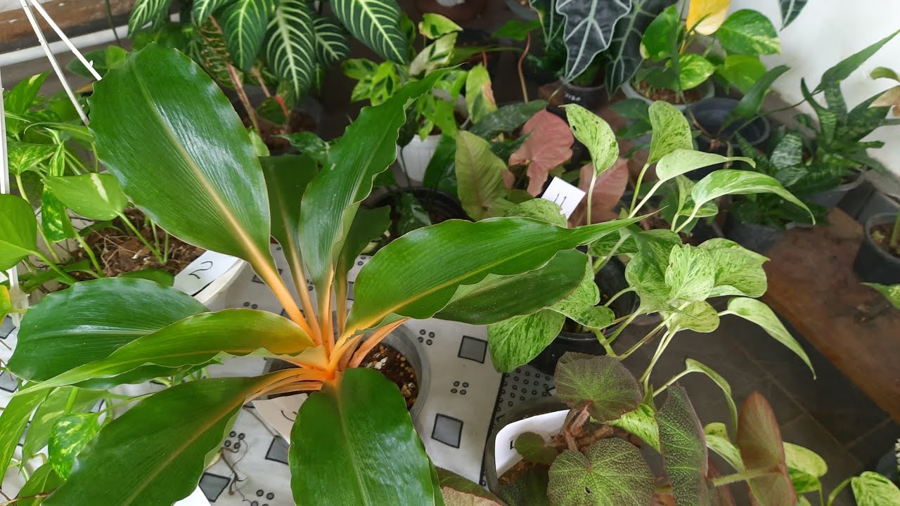 Plant sale -3. WhatsApp  0716940569