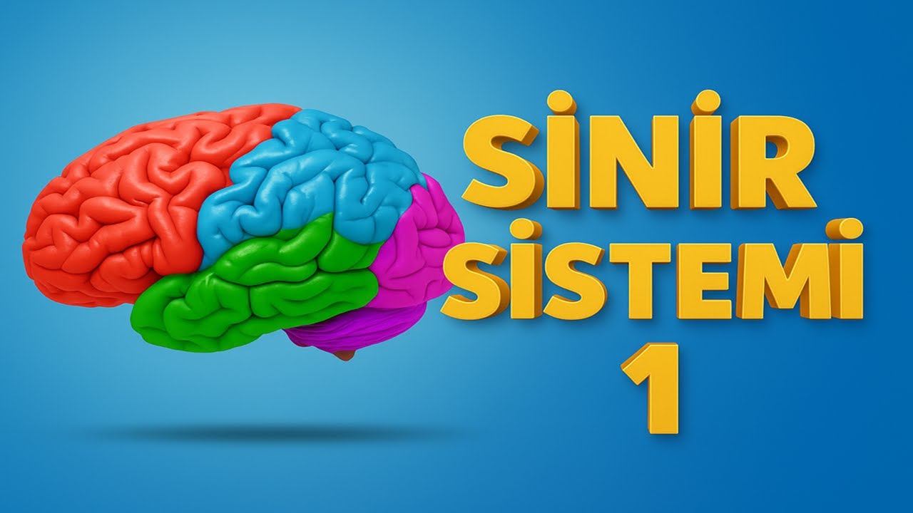 Sinir Sistemi Anatomisi 1 / Merkezi Sinir Sistemi / Systema Nervosum 1