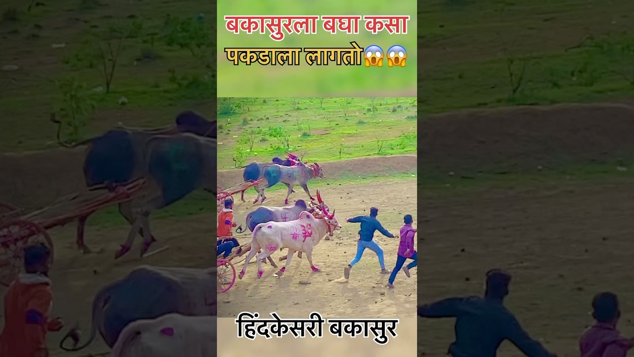 बकसुर ला बघा कसा पकडाला लागतो 😱😱😱#हिंदकेसरी #बकासुर #6300 #video #viralvideo #बैलगाडा
