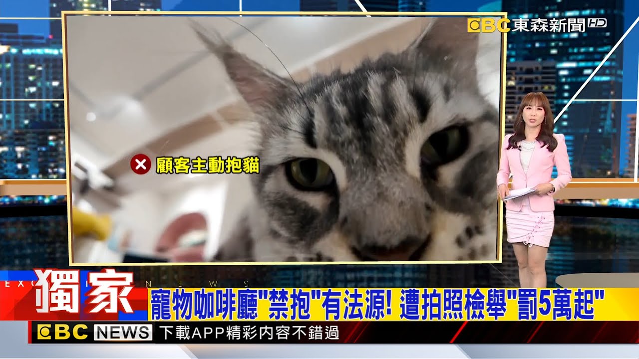 獨家》寵物咖啡廳「禁抱」有法源！ 遭拍照檢舉「罰5萬起」 2026/01/27【吳宇舒晚報】@newsebc
