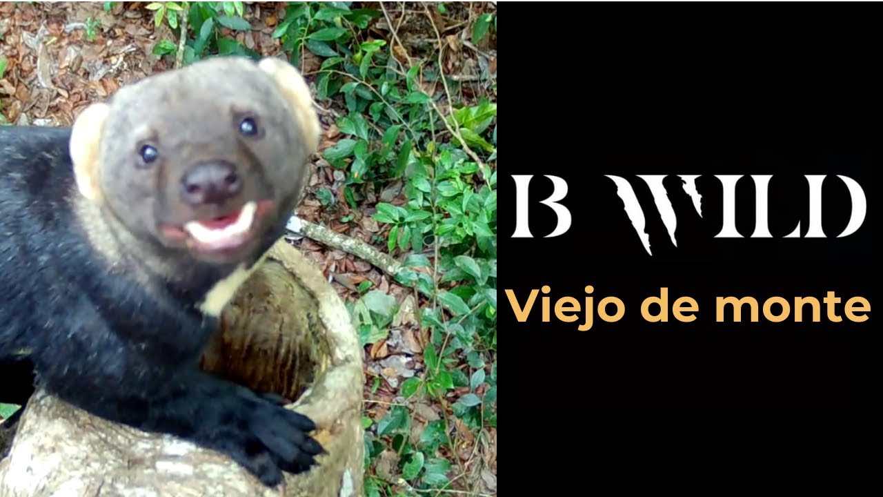 ¿Conoces al Viejo de Monte? Descubre al Fascinante Eira barbara en su Hábitat Natural.