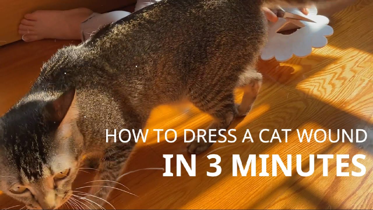 How To Dress Cat Wounds at Home and Give a Head Collar feat. Sesame #ASMR