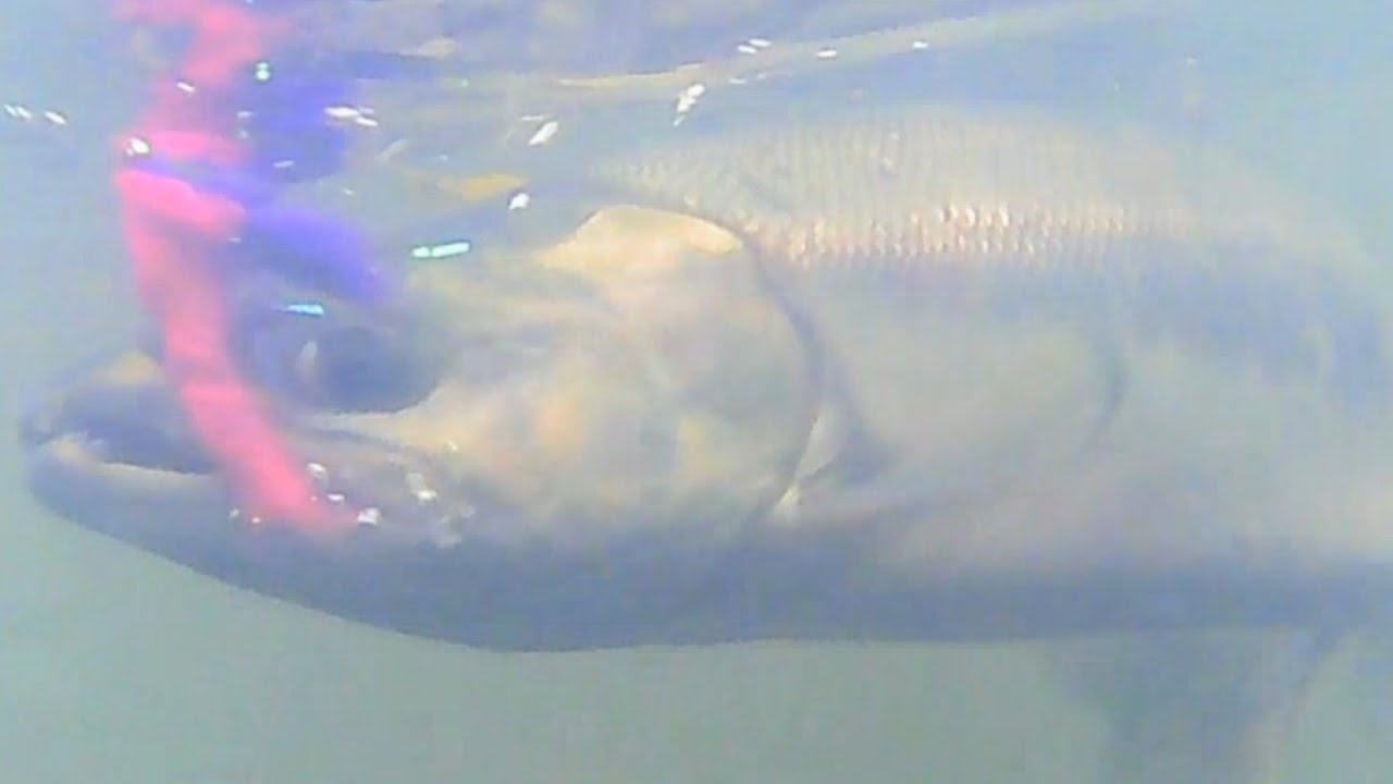 Ловля кеты нахлыстом