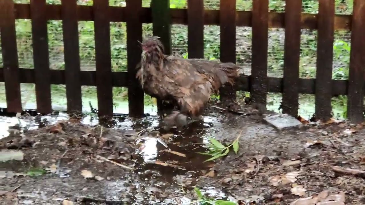 Kippen houden niet zo van regen!