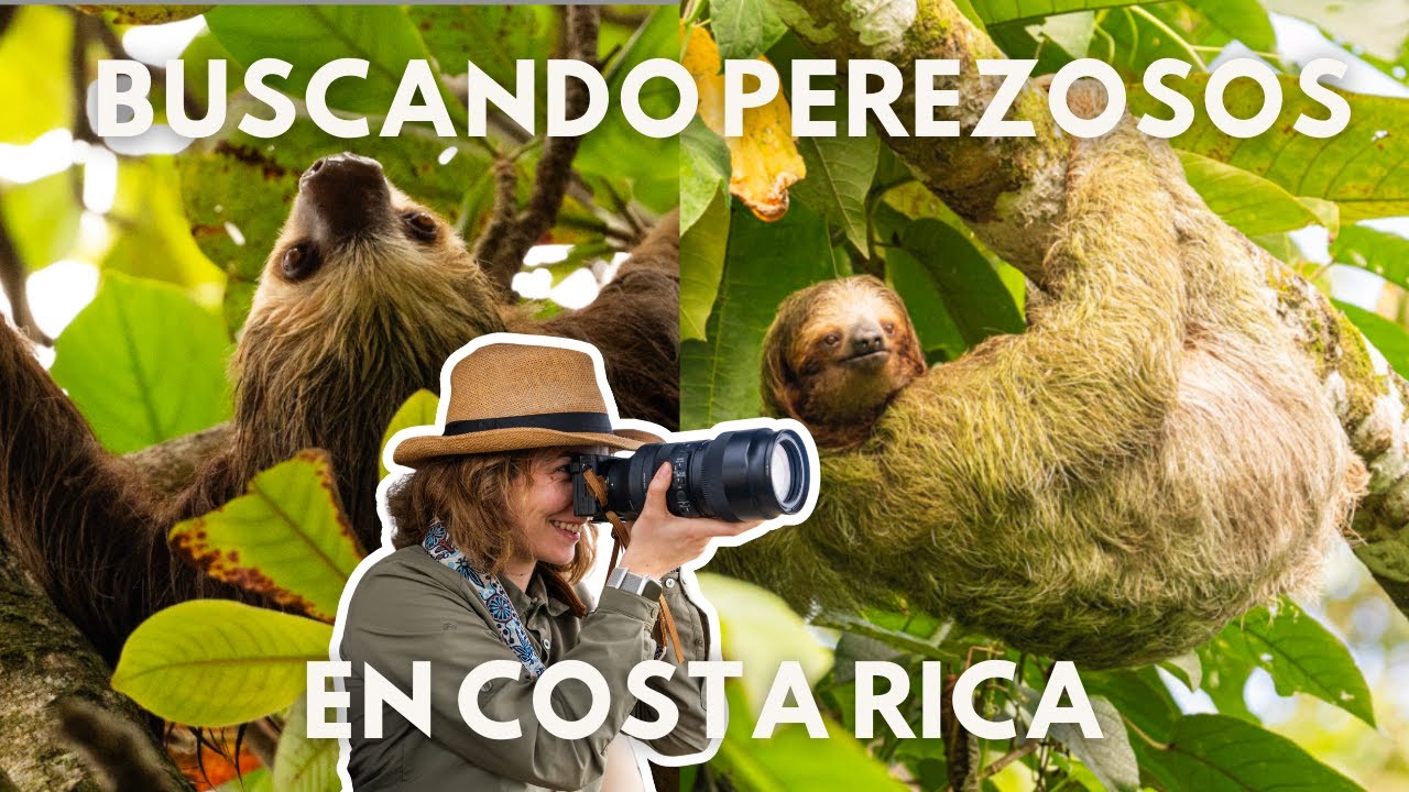 El día que vi más PEREZOSOS 🦥 | Caribe de Costa Rica
