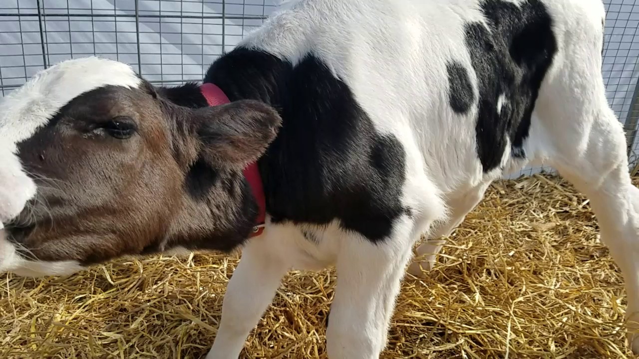The proper way to care for a new calf. Part 1