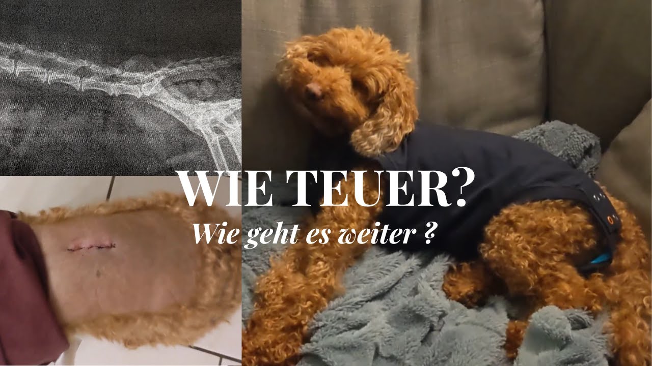 Bandscheibenvorfall beim Hund+ OP Kosten