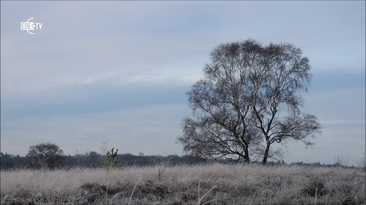 Natuurlijk Ede - Aflevering 165 - Zorro (een film over de klapekster)