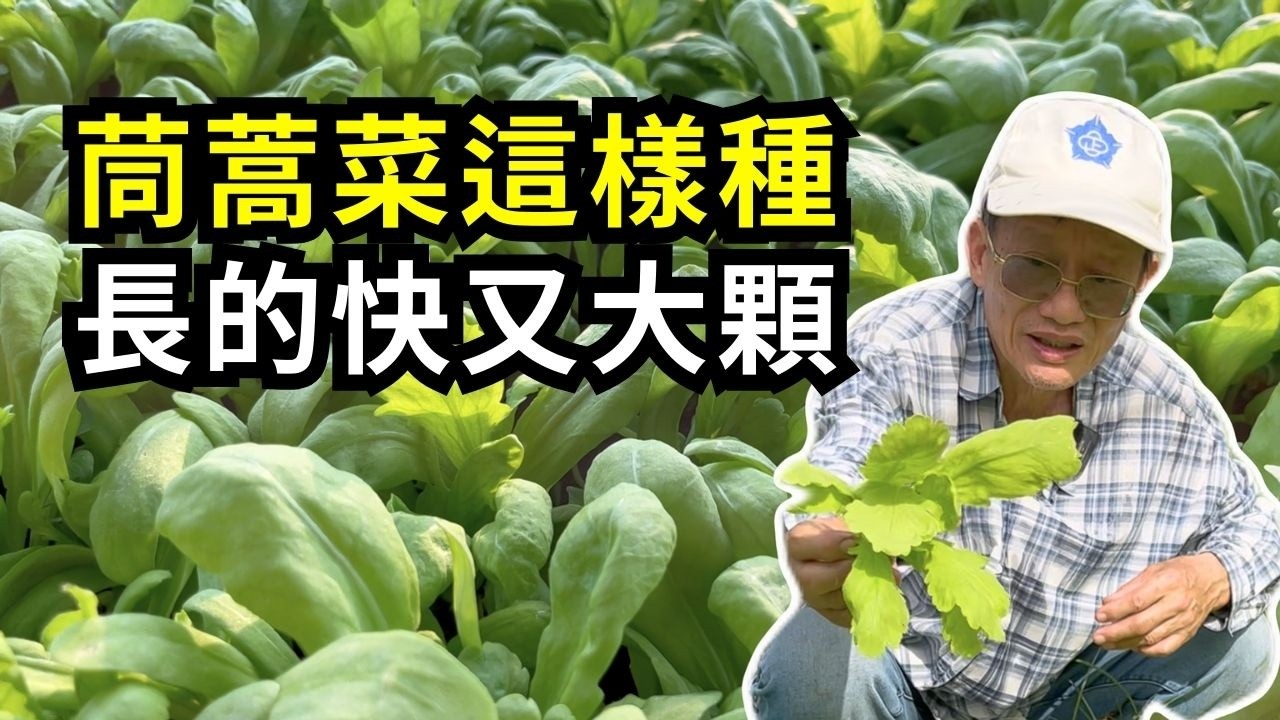 怎麼種茼蒿菜長的大又快?用種子種茼蒿菜，要注意什麼才會長的比較好?茼蒿苗種植分享| 阿星種植