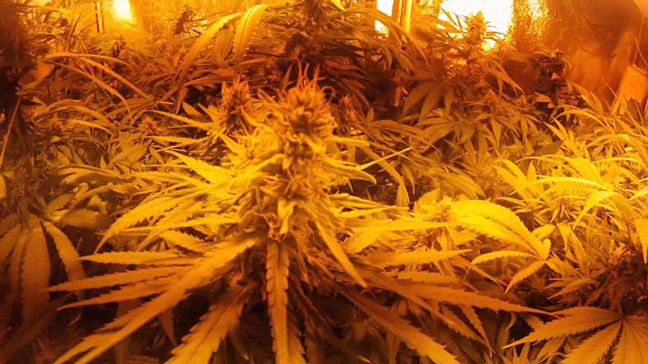 CBD Critical Mass week7 Organic Medical Cannabis Grow