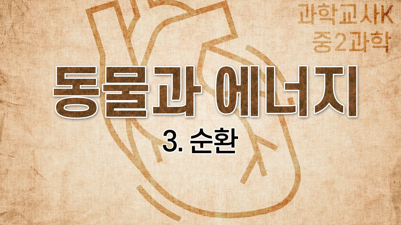 [중2과학] Ⅵ.동물과 에너지 - 3. 순환