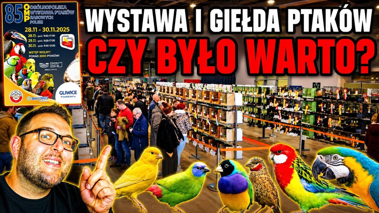 #36 ORNITOLOGICZNE MISTRZOSTWA POLSKI. Relacja i opinia okiem hodowcy.