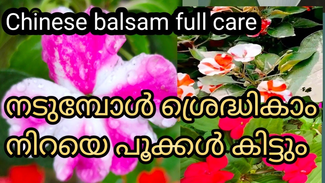 Chinese balsam full care /വർഷം മുഴുവൻ പൂക്കൾ കിട്ടും ഇതുപോലെ തണ്ട് നടാം 
