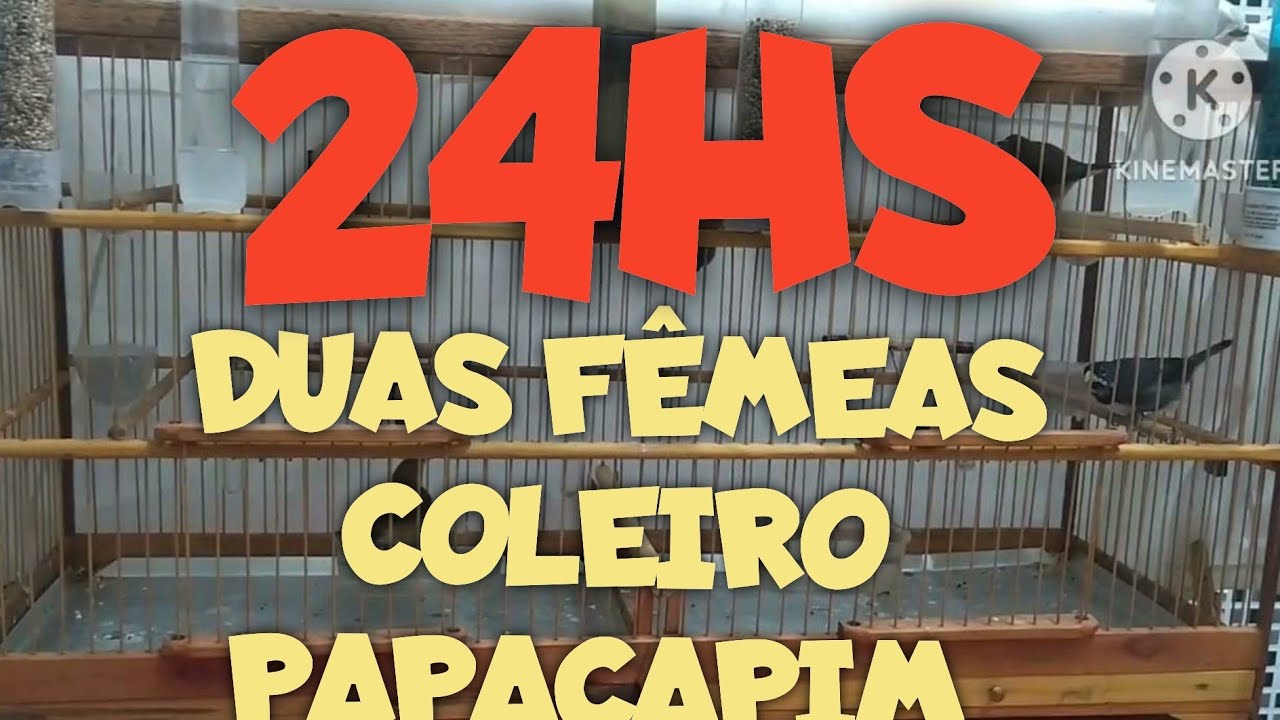 MEXIDA 24H COM DUAS FEMEAS COLEIRO E PAPACAPIM