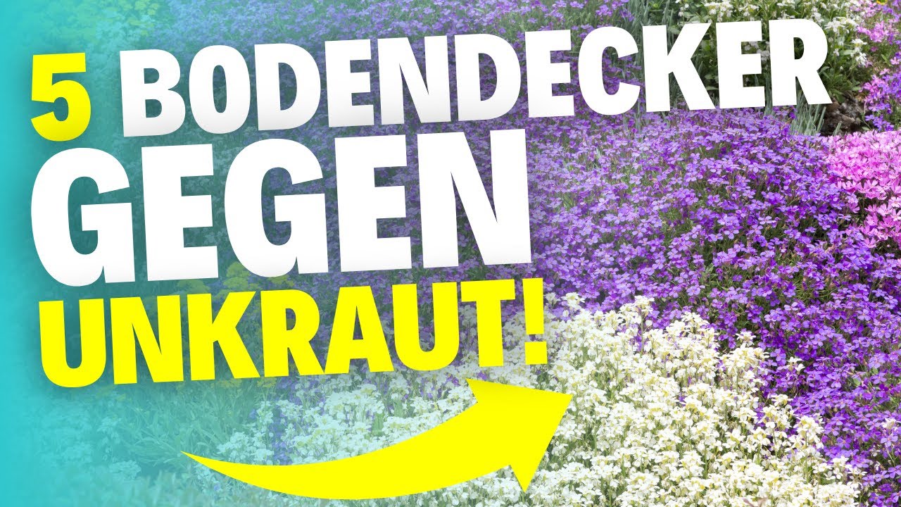 Die 5 besten Bodendecker f&uuml;r einen unkrautfreien Garten!