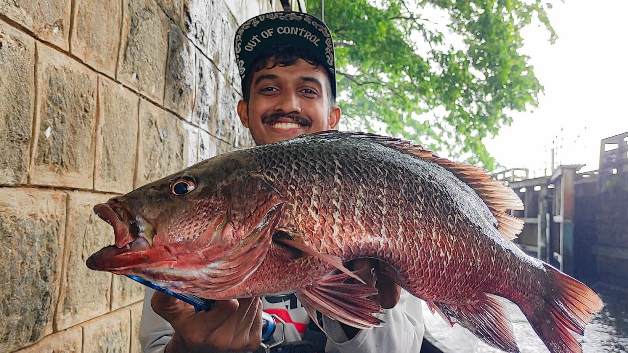 തണ്ണീർമുക്കം ബണ്ടിൽ നിന്ന് കിട്ടിയ പടുകൂറ്റൻ ചെമ്പല്ലി...| mangrovejack fishing kerala | chempalli |