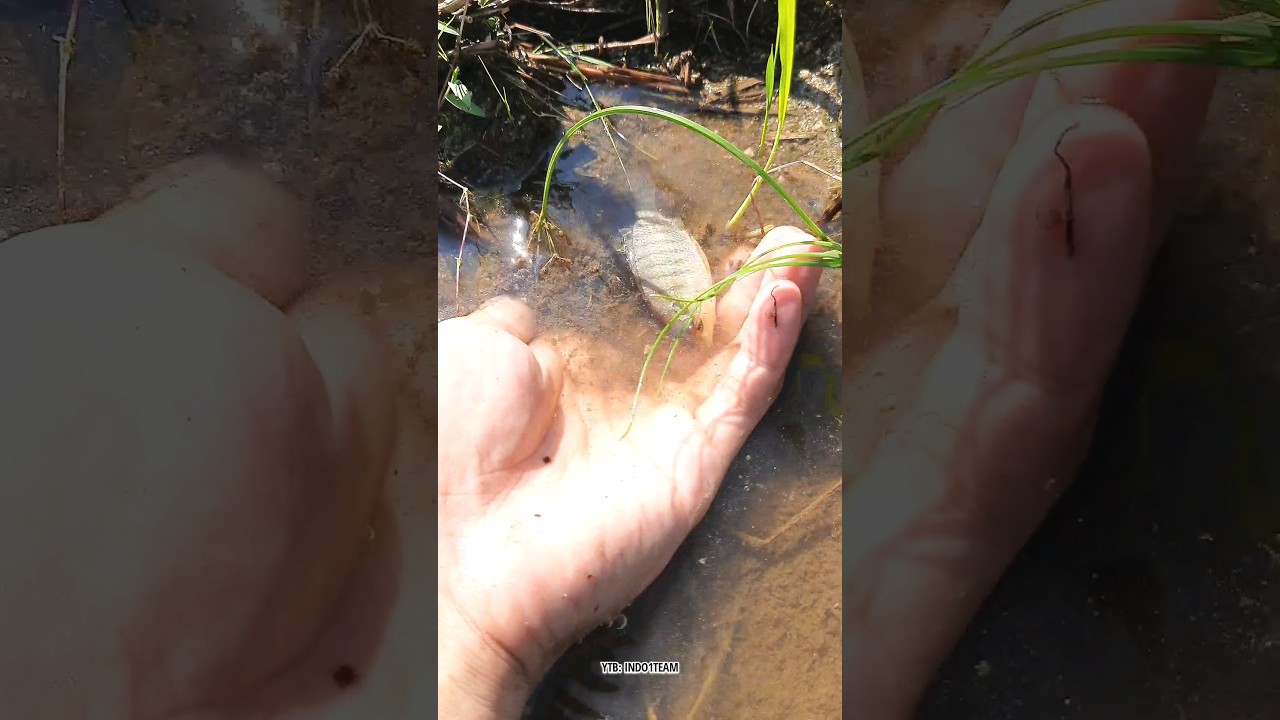 menangkap ikan cantik untuk sepupu kecil🥰 #chana #mujaer #lele