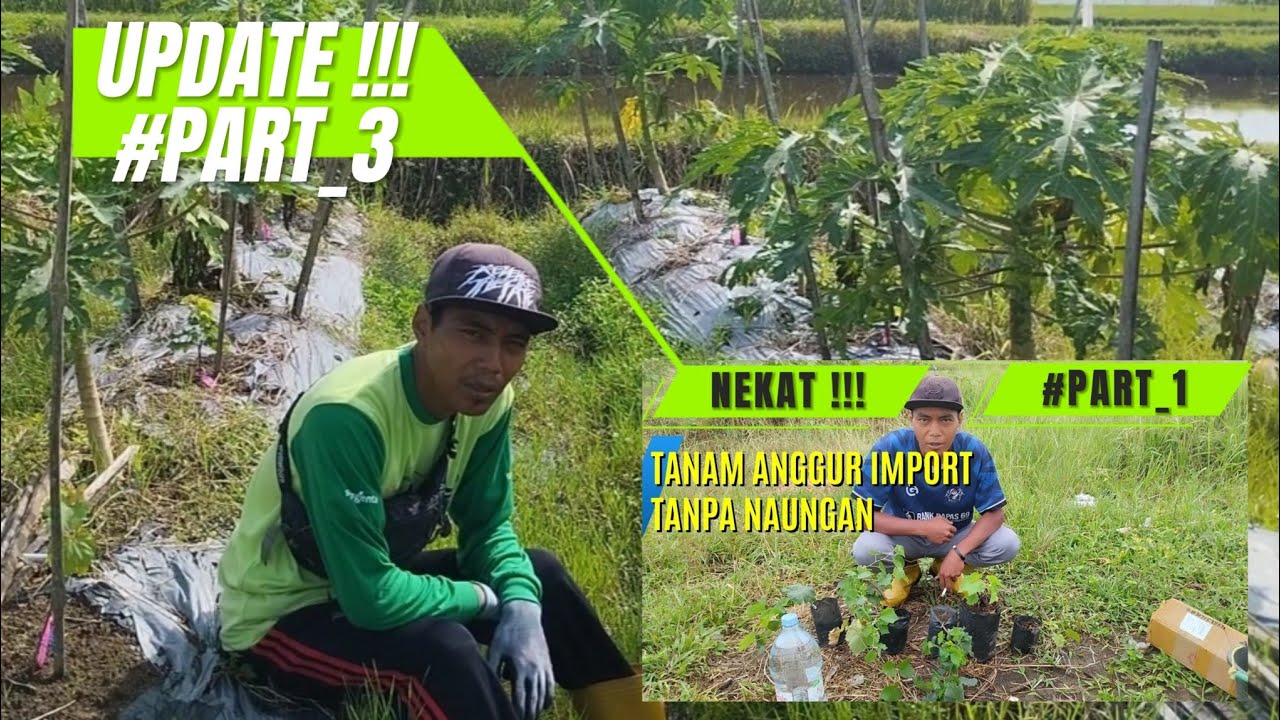 UPDATE !!! TANAM ANGGUR IMPORT TANPA NAUNGAN #PART_3