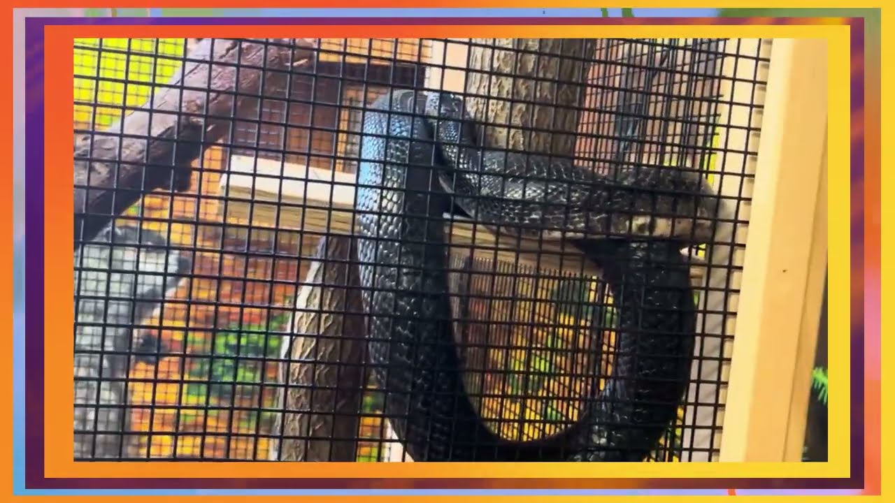 Sleek & Serene Eastern Rat Snake