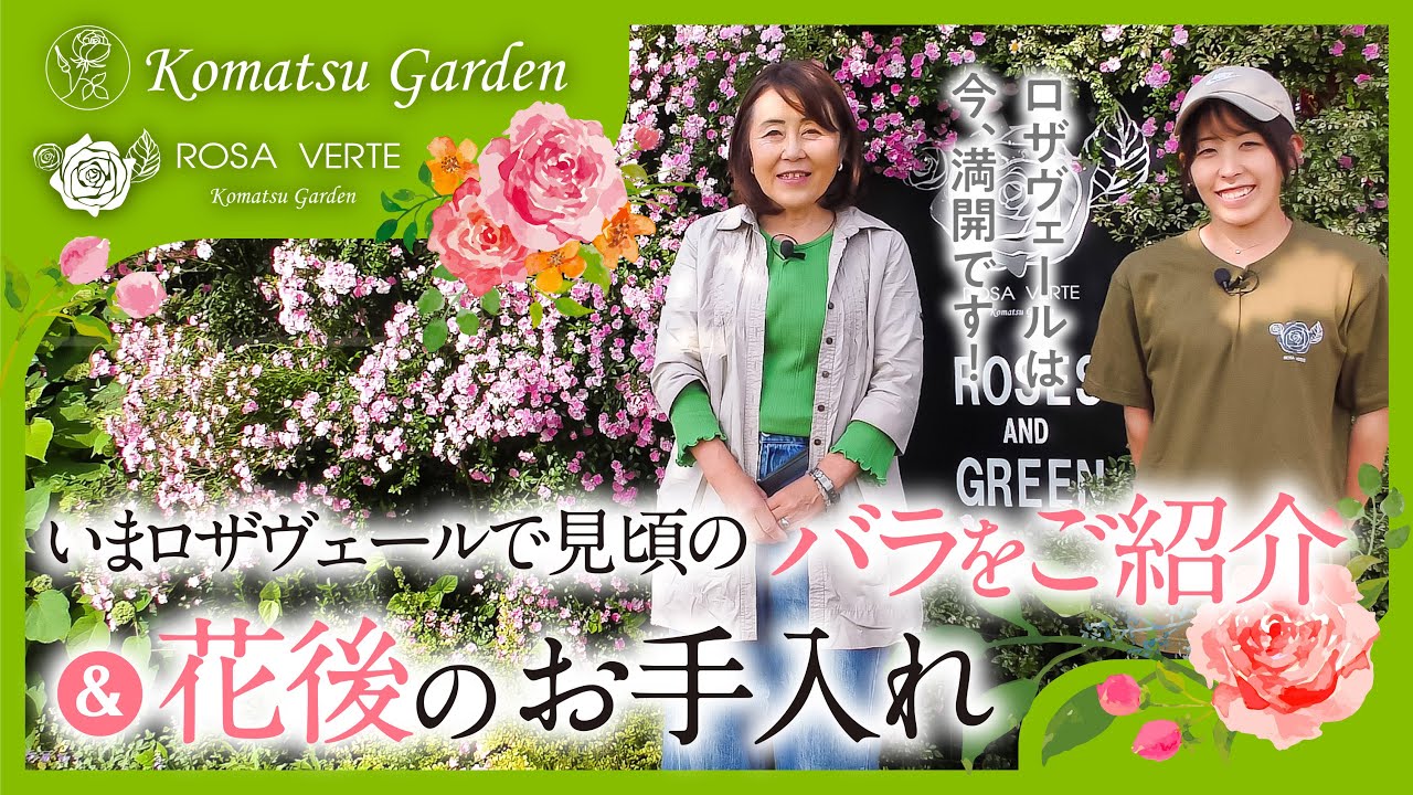 ロザヴェールで見頃のバラの紹介＆花後のお手れ