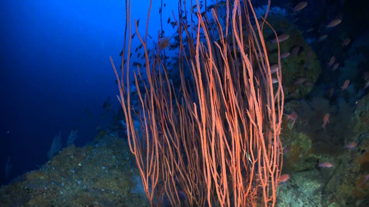 Black coral (Antiphatarian) garden with a (Anthias anthias) shoal