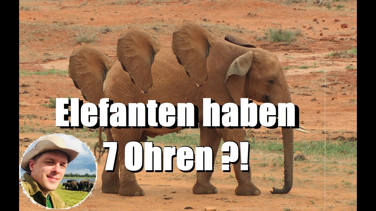 Elefanten-Fakten: Elefanten haben 7 Ohren und können Geräuschlos kommunizieren?!?