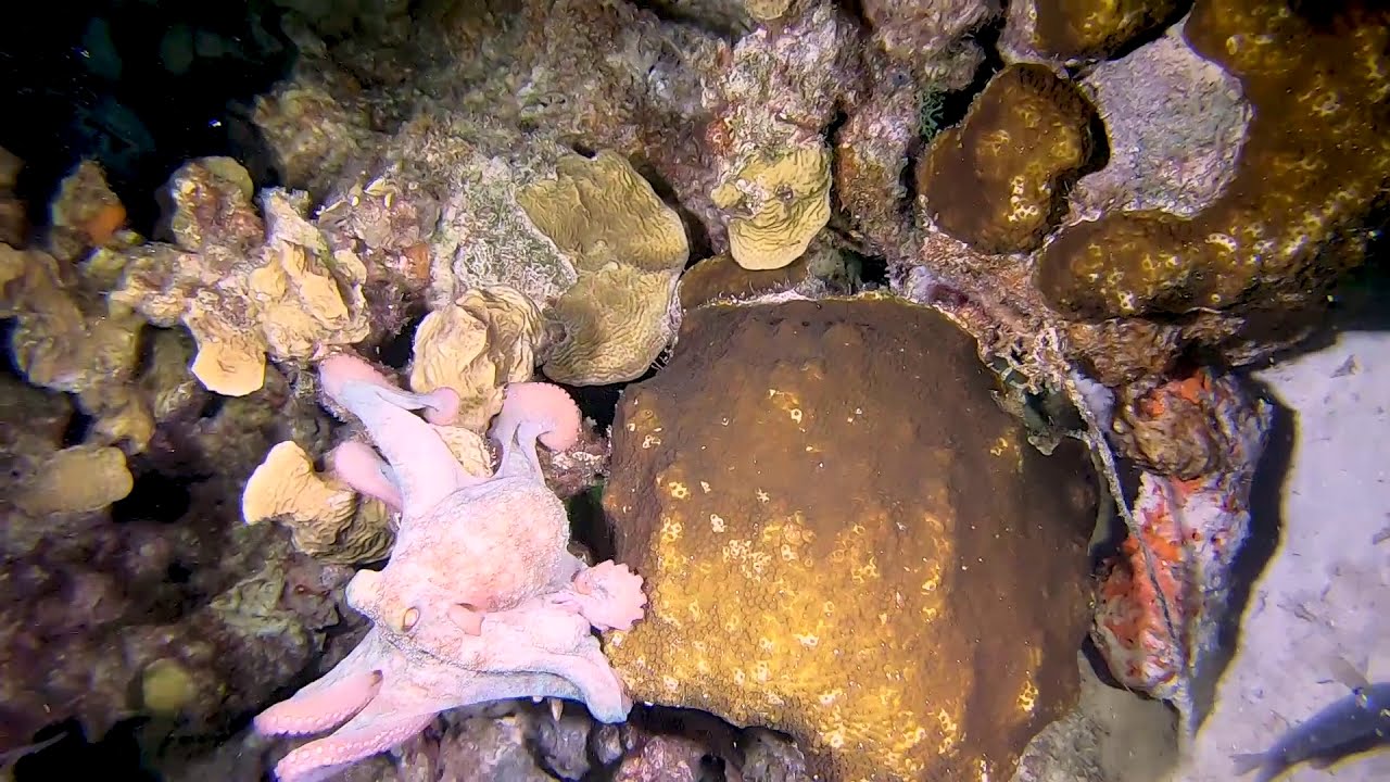 Caribbean Reef Octopus Rapidly Changing Colors