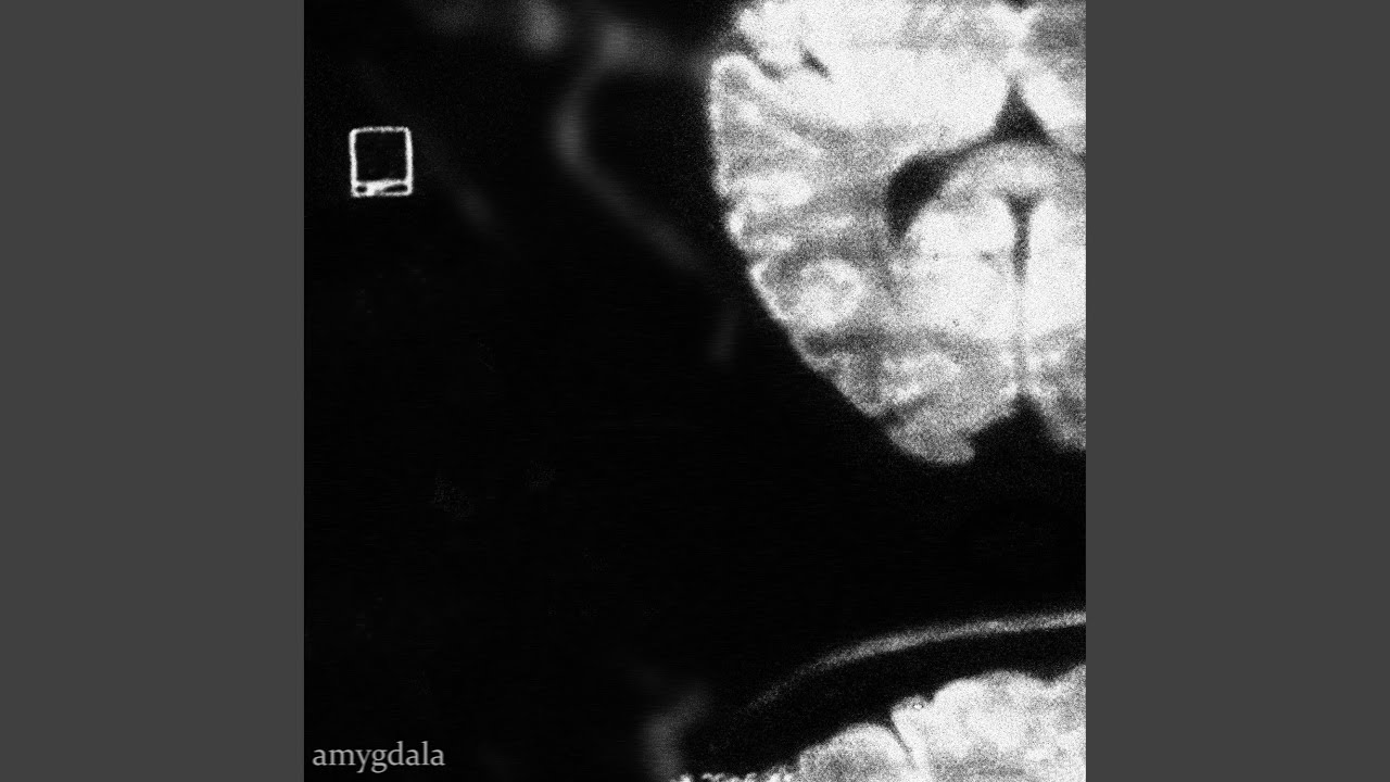 amygdala